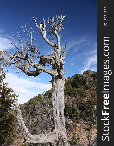 Dead tree in patagonia landscape