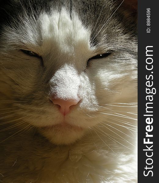 Stock photo of the head of a pretty grey and white cat