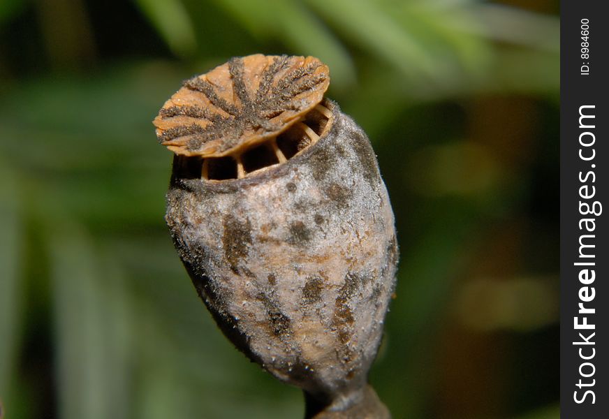 Poppy Seed Head