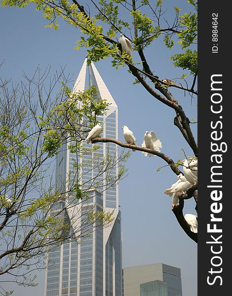Dove With Skyscraper Of Shanghai
