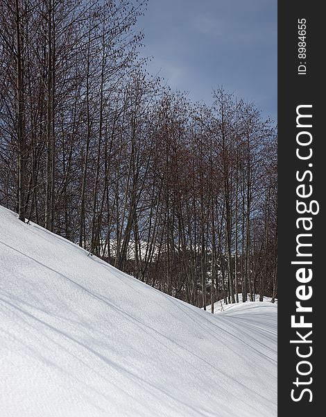 Trees casting a shadow across a snow bank. Trees casting a shadow across a snow bank