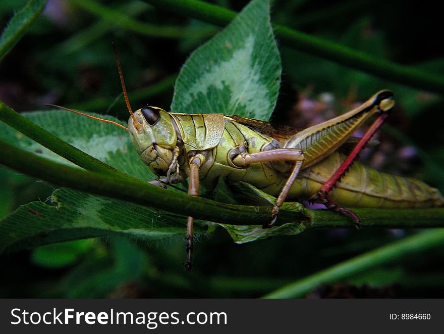 Two-striped grasshopper on clover