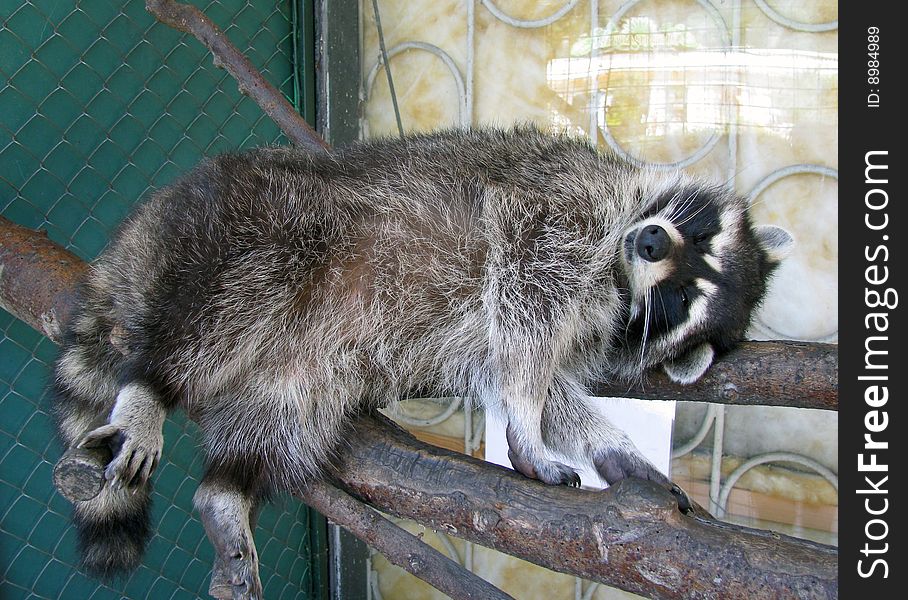 Sleeping raccoon on a branch. A photo from a zoo. The Sochi Zoo. A mammal