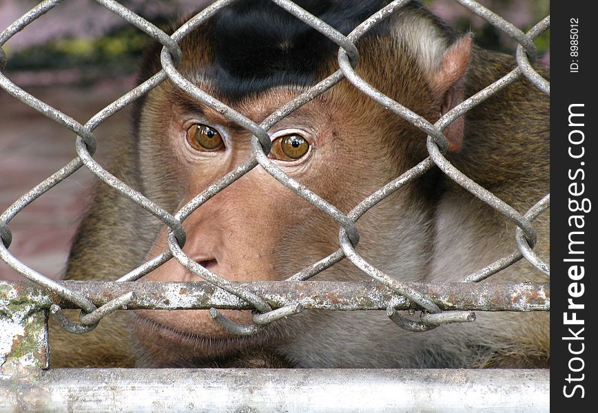 Photo of a monkey sitting at a lattice. The photo is made in monkey's nursery. Sochi. Adler.