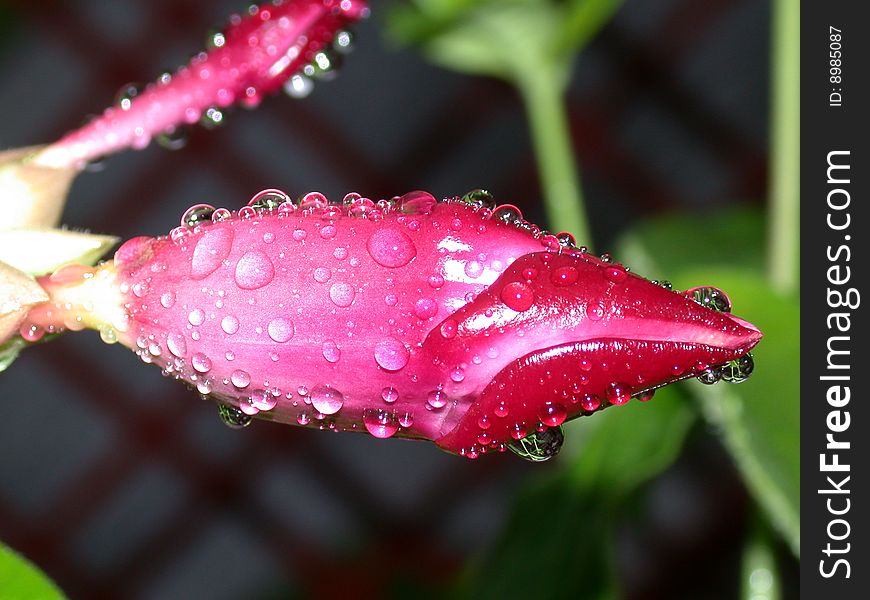 Picture of a Hibiscus Bud after early morning shower, with reflections of the surrounding foliage. Picture of a Hibiscus Bud after early morning shower, with reflections of the surrounding foliage.