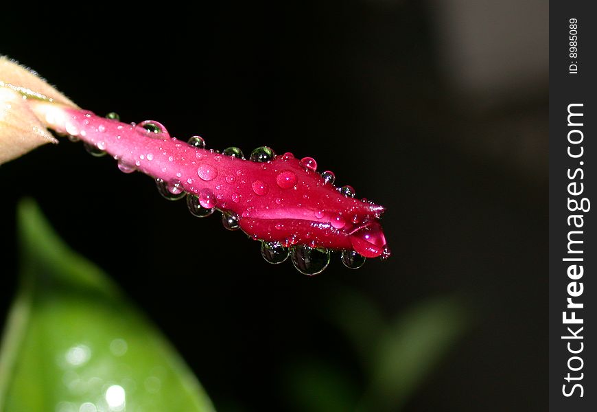 Flower Bud In Early Morning Rain