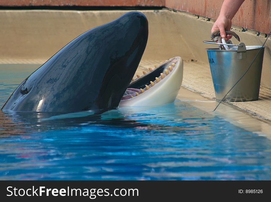 Trainer feeding orca whale in aquarium