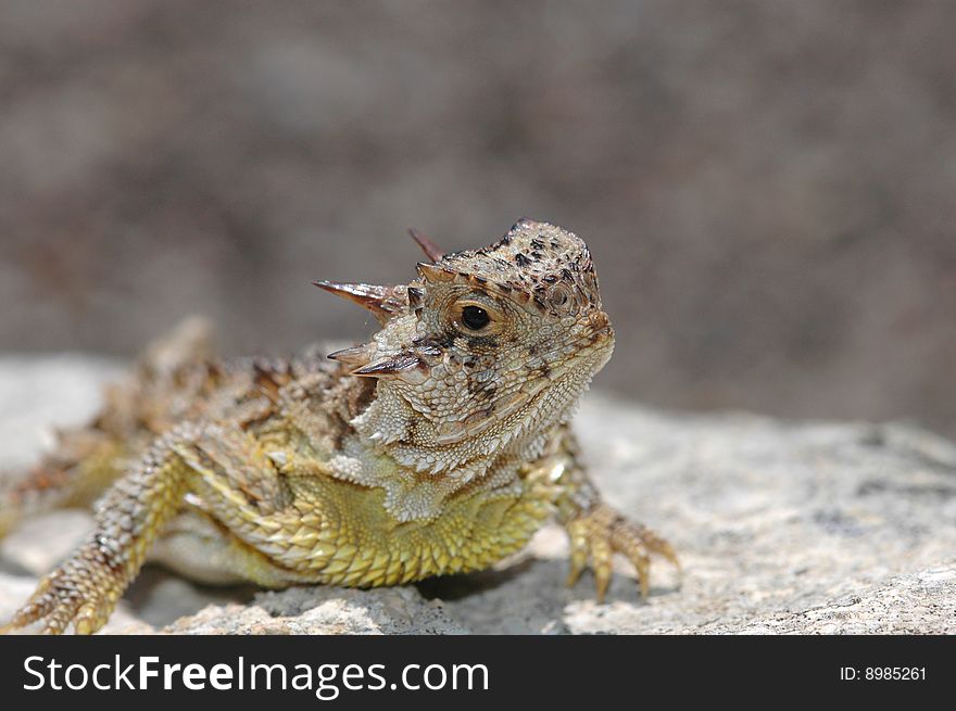 A Texas horned lizard resting on a rock with a blurred stone background. A Texas horned lizard resting on a rock with a blurred stone background.