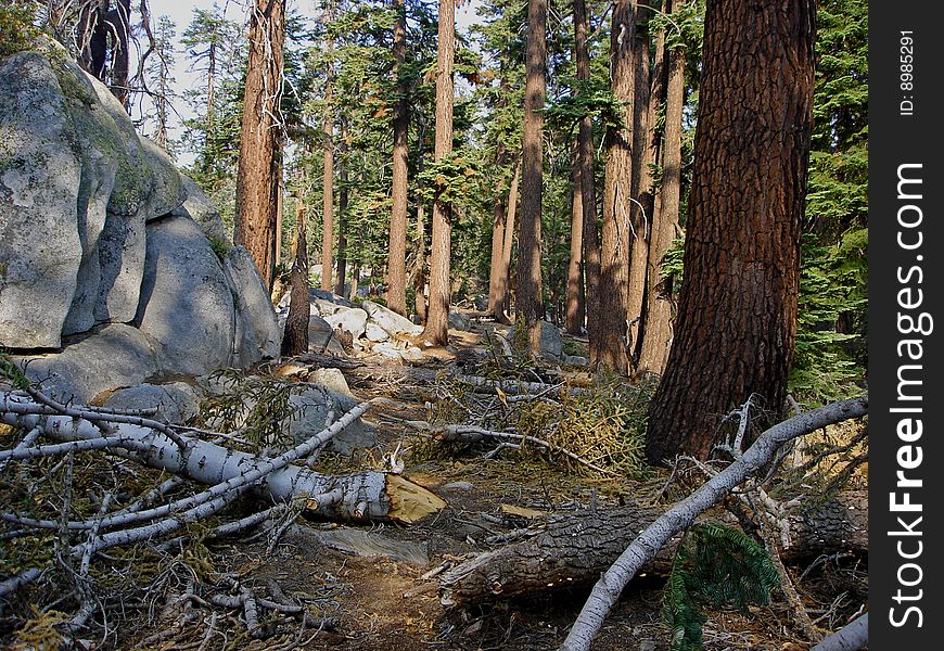 Fallen trees block the path of a hiking trail in the high sierra. Fallen trees block the path of a hiking trail in the high sierra