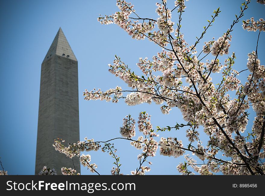 Washington Monument viewed through Cheery trees