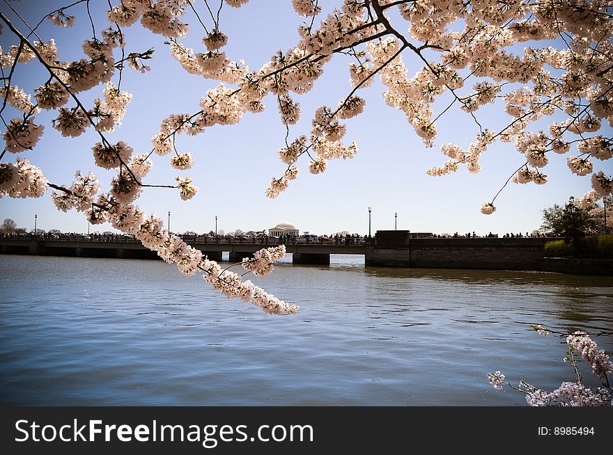 Cherry Blossom flowers with Potomac river background. Cherry Blossom flowers with Potomac river background