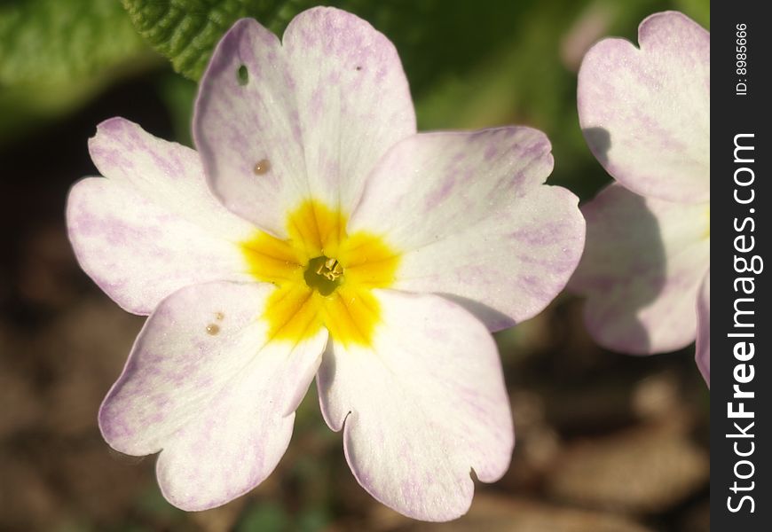 April flower in the early morning