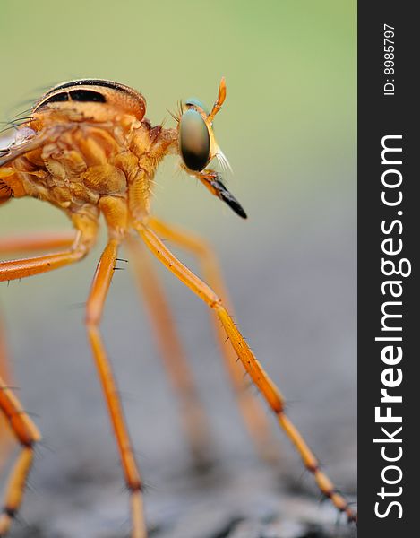 Extreme closeup of a hanging thief robber fly