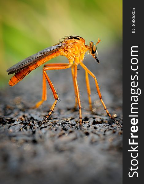 Extreme closeup of a hanging thief robber fly