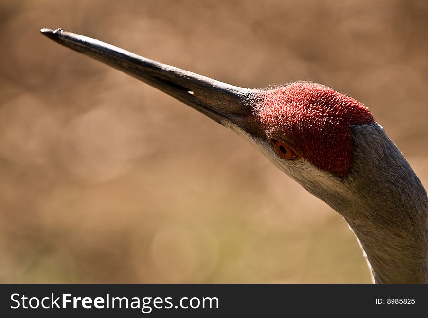 Portrait of a Sandhill Crane. Portrait of a Sandhill Crane