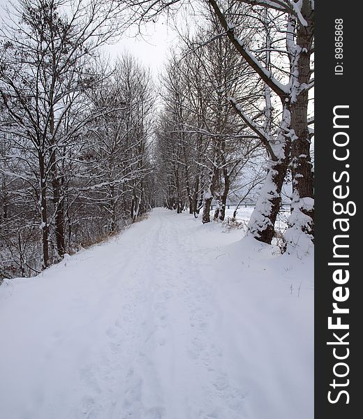 Winter, January, avenue on a dam of the river Laba