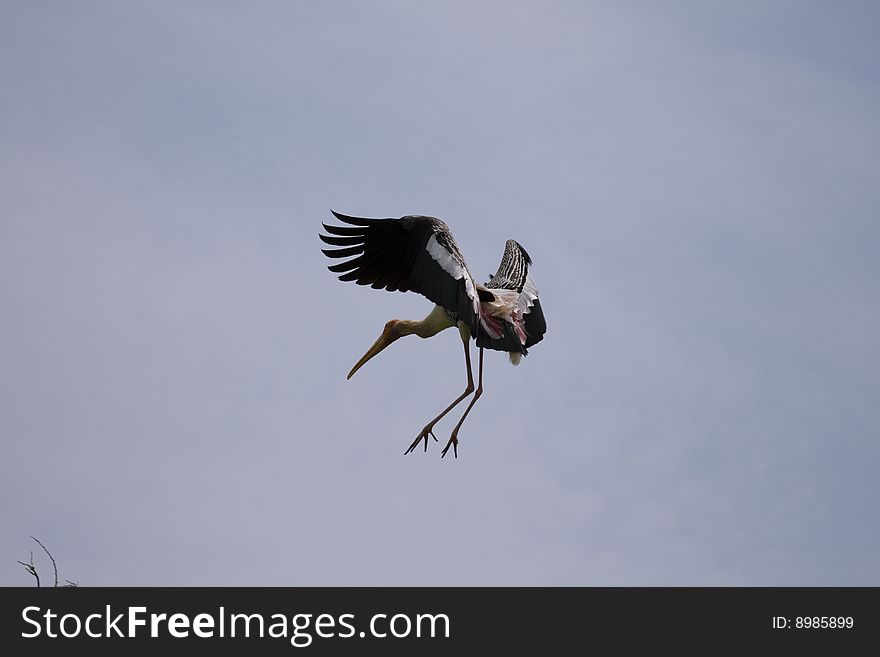 Painted stork flying in the air