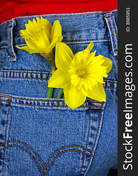 Daffodils in a blue jean pocket. Daffodils in a blue jean pocket.