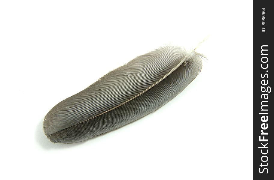 Black feather isolated on white background