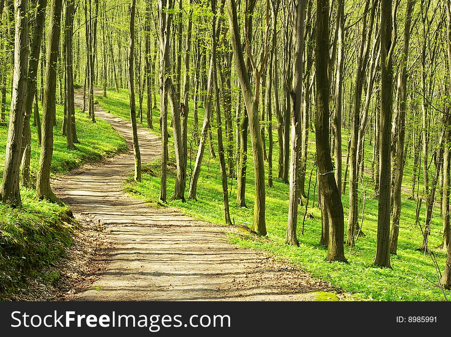 Green forest  background in sunny day. Green forest  background in sunny day