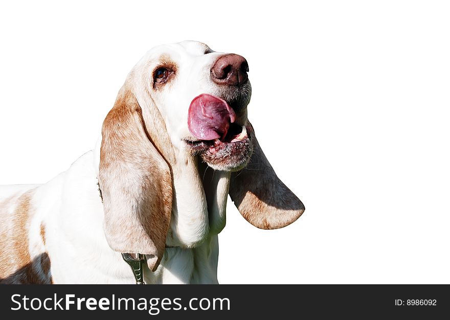 Basset on a white background