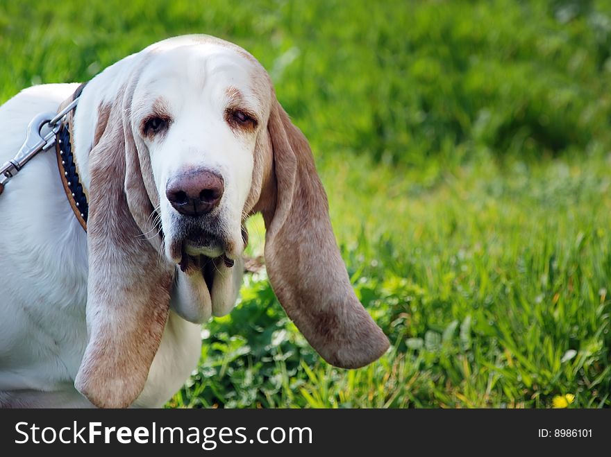 Dog breeds Basset on green grass