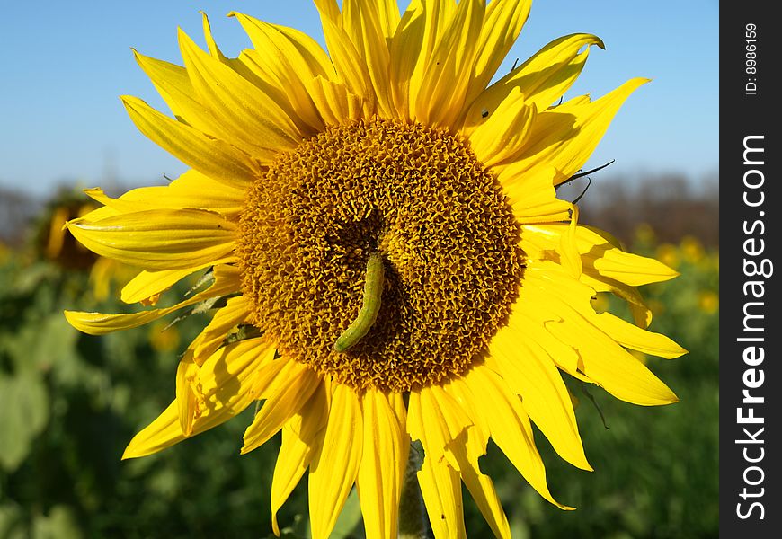 Sunflower With A Caterpillar