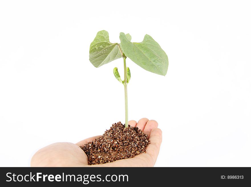 A seedling  on white background. A seedling  on white background