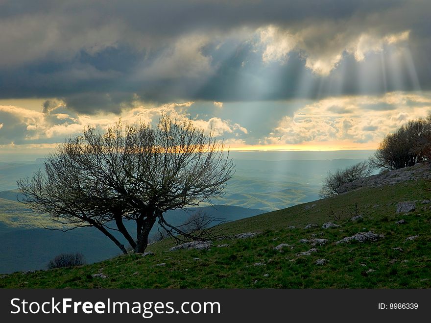 Sunlight in clouds and tree at the front. Sunlight in clouds and tree at the front