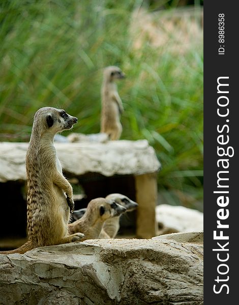 Meerkat or Suricate (suricata suricatta) , zoo asia