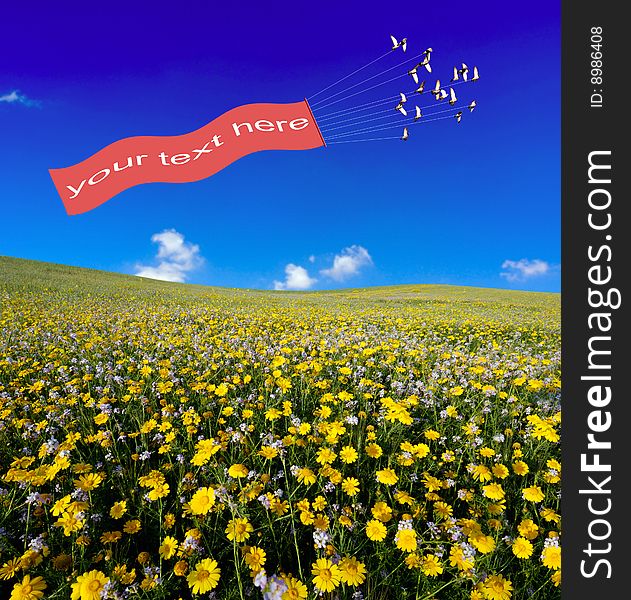 Yellowy daisies  field under  blue sky and a card