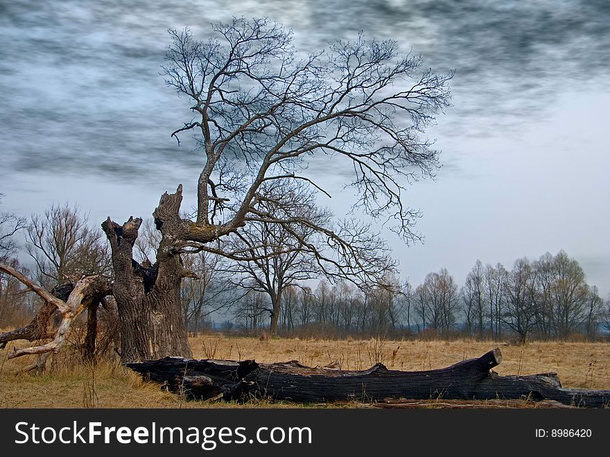 Affected with flash tree, carbonized wood, dark clouds. Affected with flash tree, carbonized wood, dark clouds