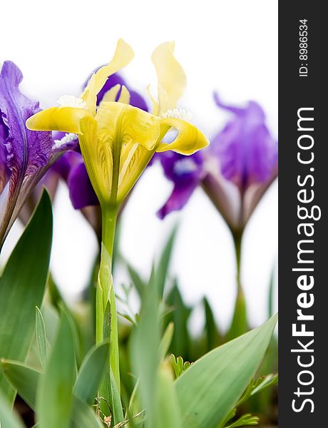 Open yellow iris on white