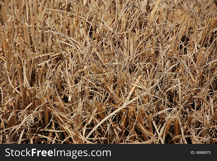 Long golden dry grass closeup background texture