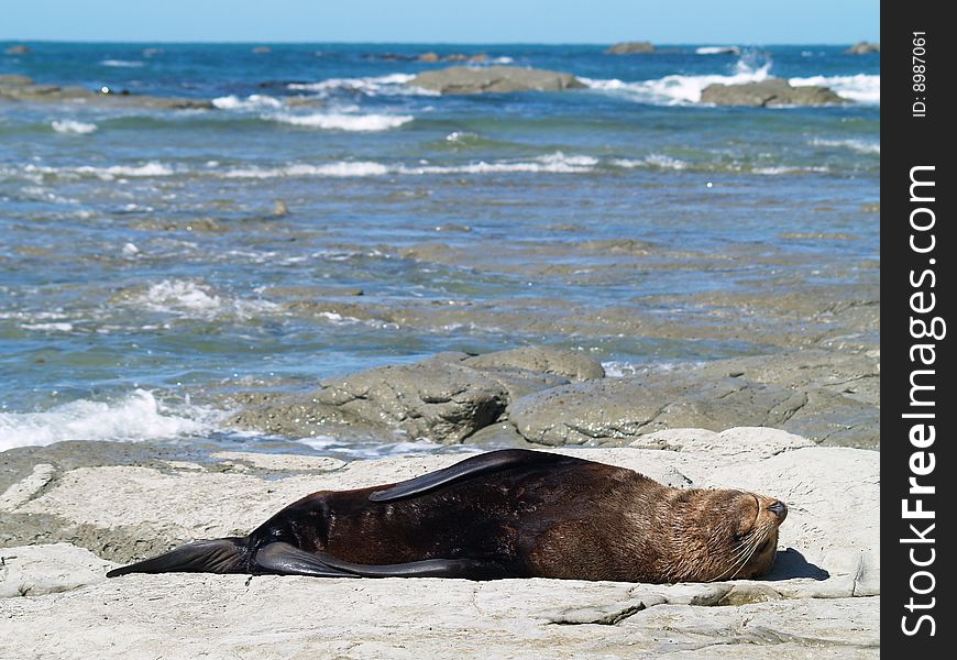 Australasian Fur Seals (Arctocephalus Forsteri)