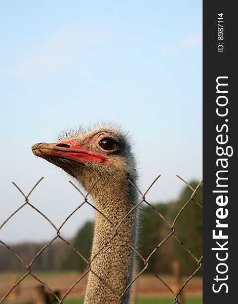 Ostriches farm