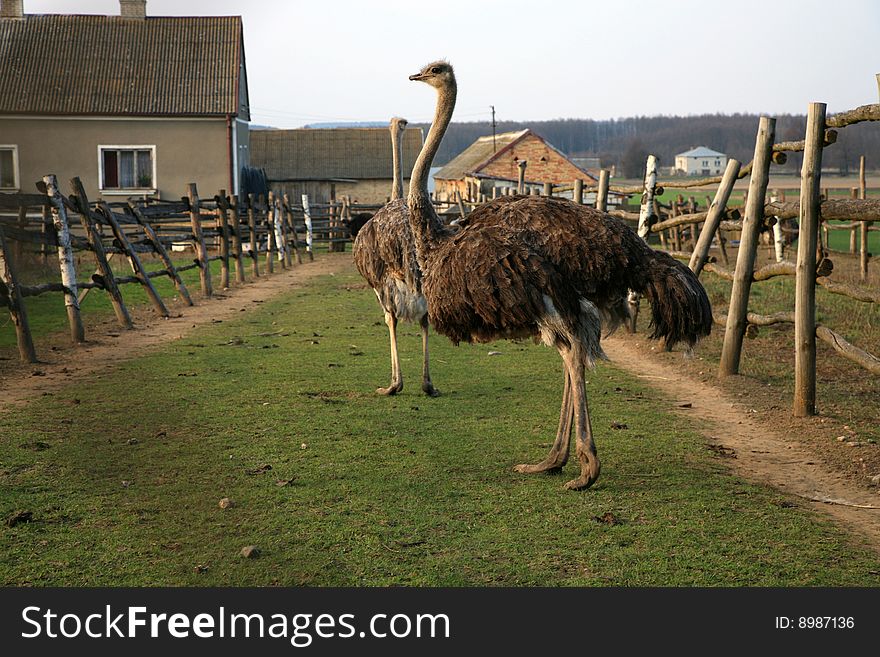Ostriches farm in Polish country. Poland.