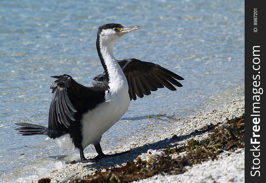 Karuhiruhi, The Pied Shag (Phalacrocorax Varius)