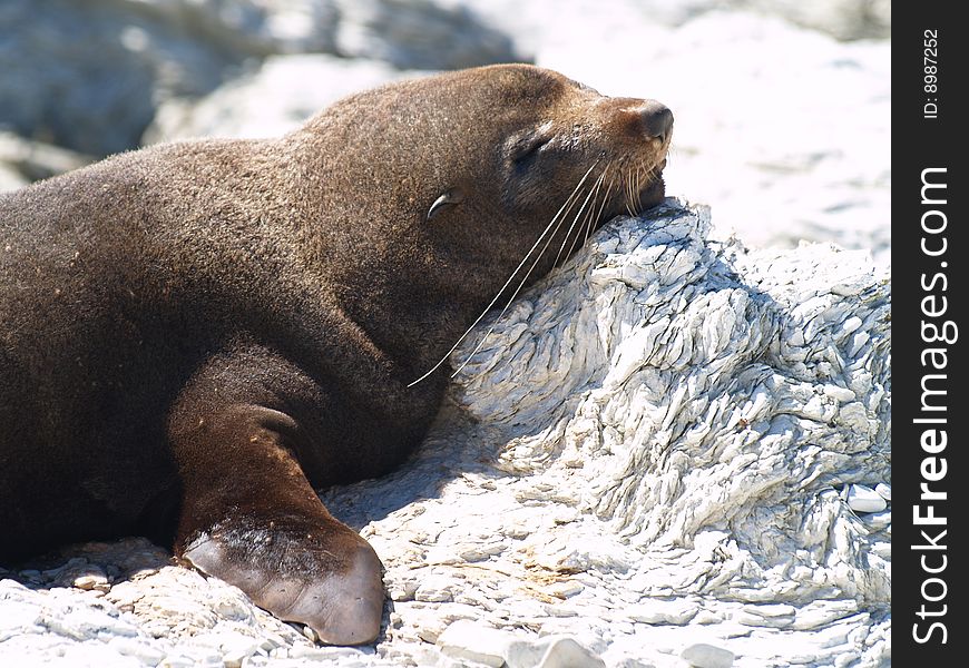 Australasian Fur Seal (Arctocephalus forsteri)