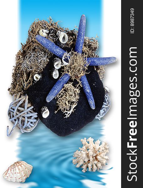 Navy blue sea star with decorative coral