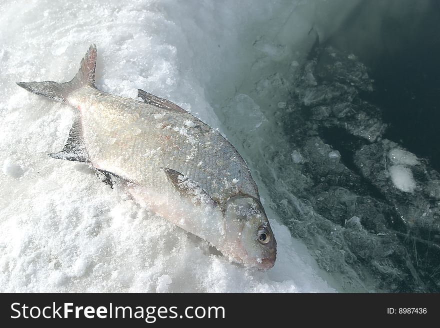 The caught fish on snow at an ice-hole