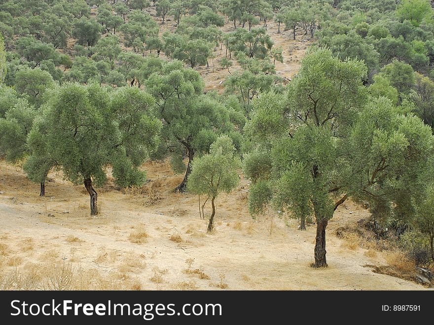 Olive trees at the bodrum,turkey