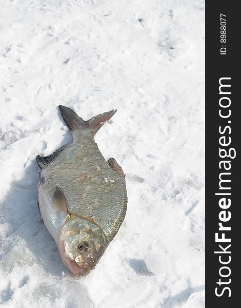 The caught fish on snow