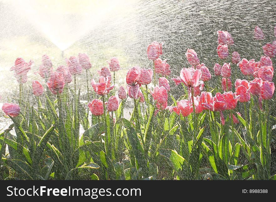 Water the some pretty tulips