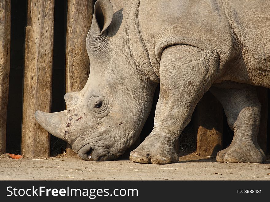 A white rhino taking a walk