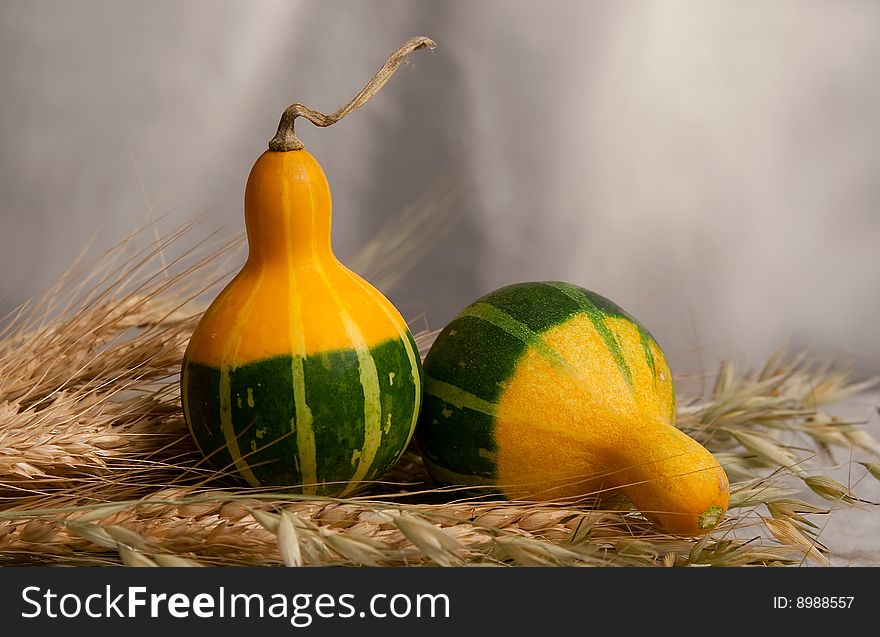 Pumpkins, melons in by a large plan with the ears of wheat