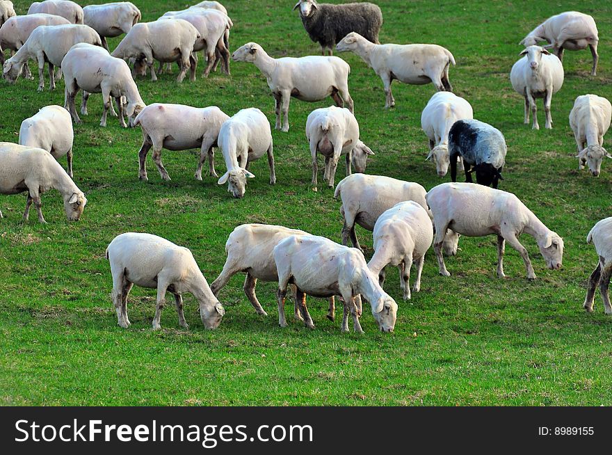 Sheep on green spring grass on the Swabian Alb, Baden-Wuerttemberg, Germany
