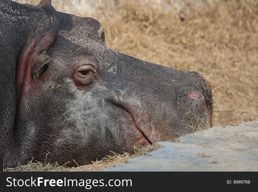Hippopotamus lying on the grass