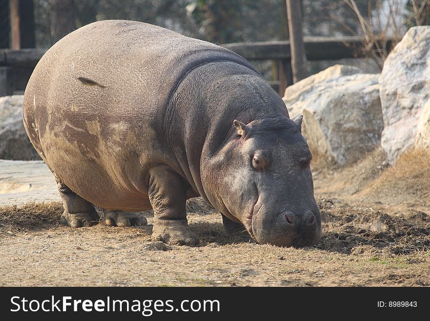 Hippopotamus walking on the grass