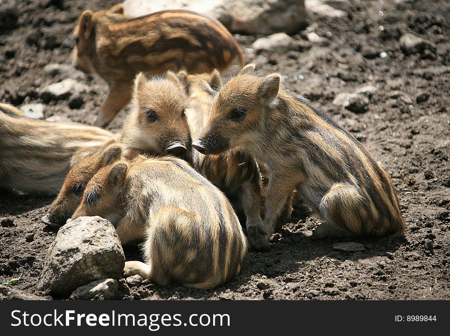Young pigs have not yet changed its striped paint. Young pigs have not yet changed its striped paint